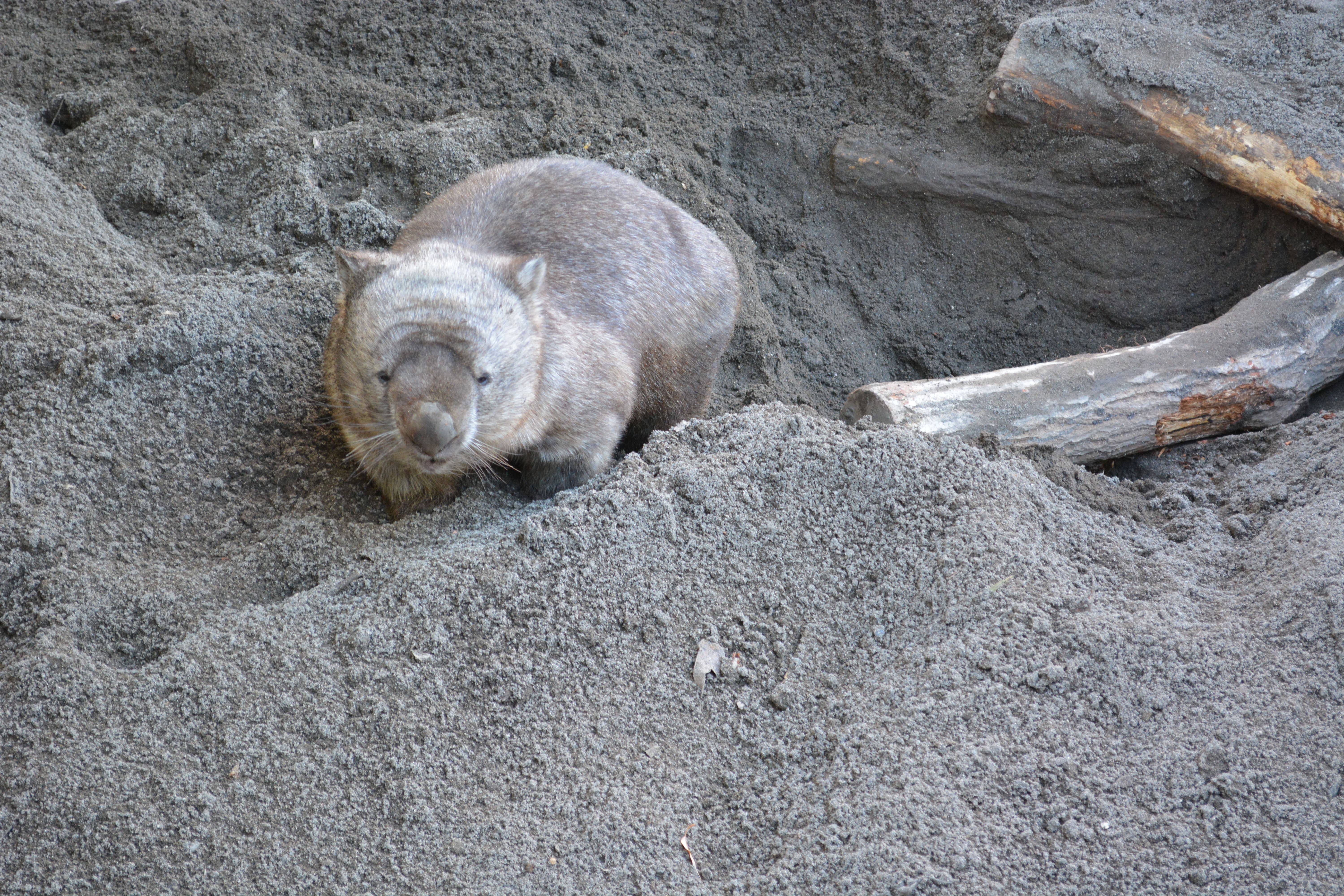 「ブログ de トラベル」野生のオーストラリアの動物に会いに!(ウォンバット前編 悲しい事実)の写真