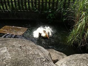 ペリカンの水浴び
