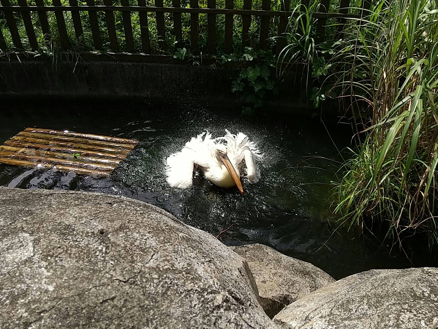 ペリカンの水浴びの写真