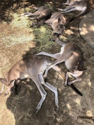 涼しくなると、くっつきます