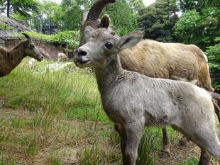 エンリッチメント大賞奨励賞を受賞しました