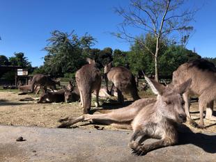 夕方はとっても元気です