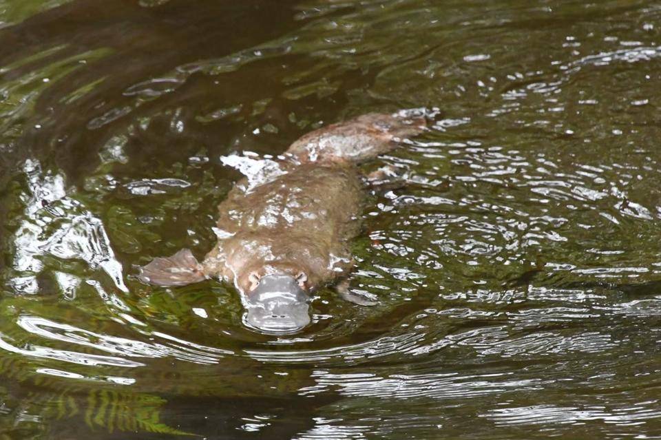 「ブログ de トラベル」野生のオーストラリアの動物に会いに!(カモノハシ編)の写真