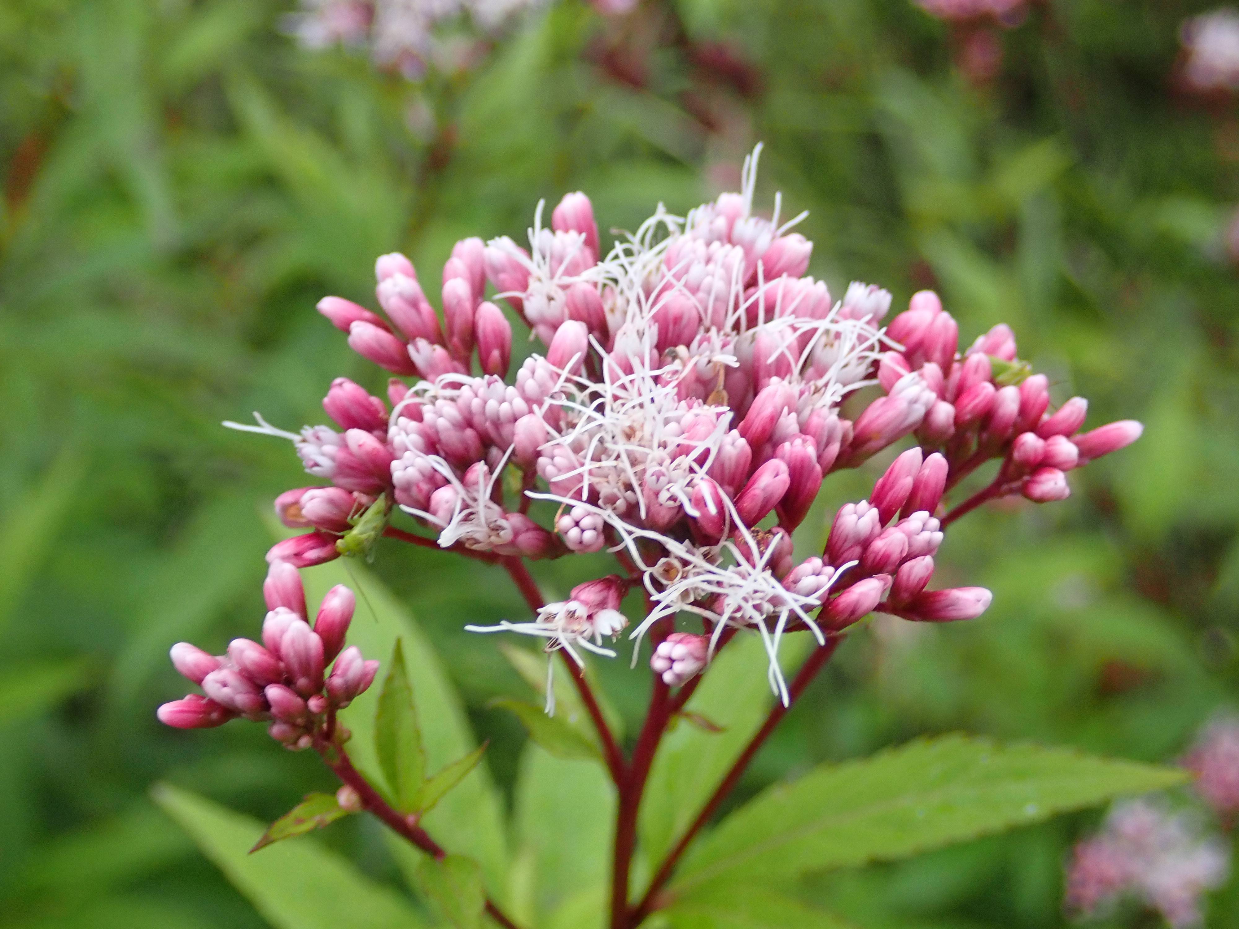 季節の花情報 10月中旬 イベント 講座 教室情報 金沢動物園公式サイト 公益財団法人 横浜市緑の協会