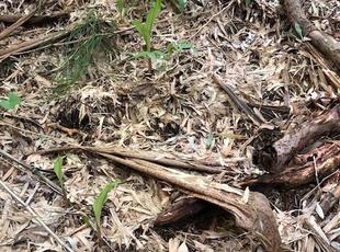 サイハイランの葉が出てきました。