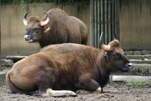 【思い出の金沢動物園2】日本でここだけ動物たち