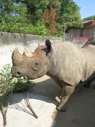 「○○が無い動物達」