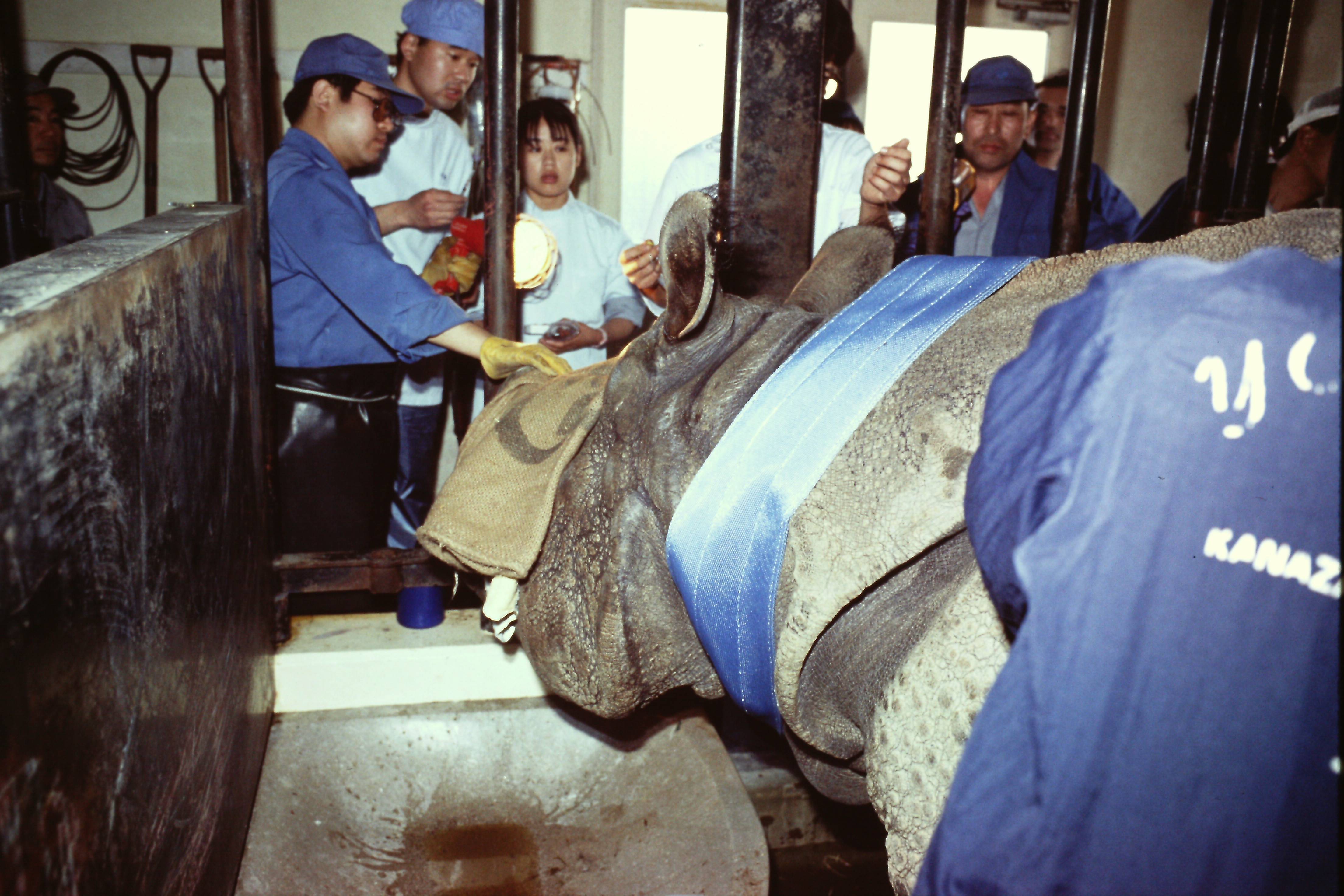 【思い出の金沢動物園4】インドサイの手術の写真