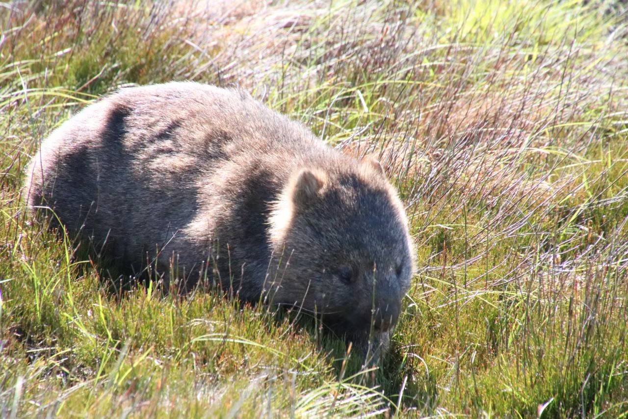 「ブログ de トラベル」野生のオーストラリアの動物に会いに!(ウォンバット後編)の写真