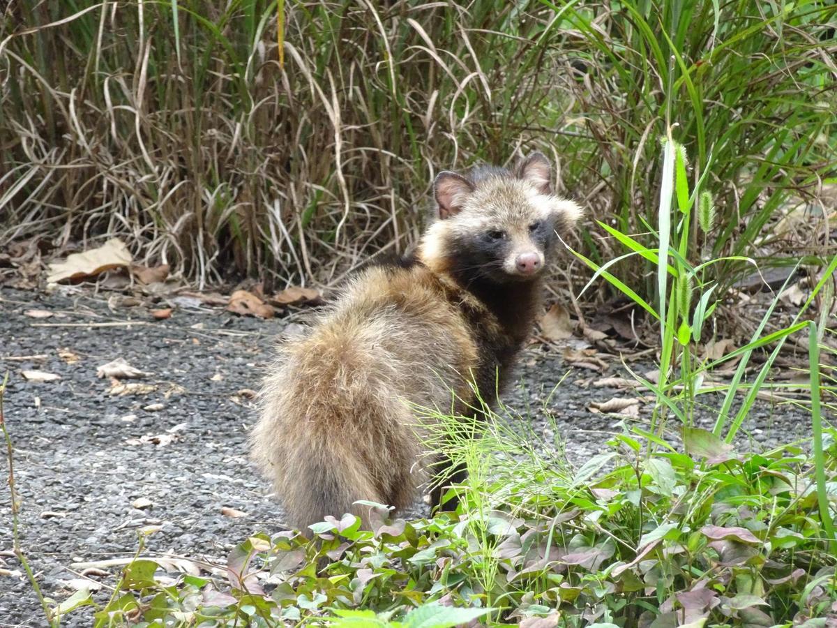 タヌキ タヌキの事情|こぼれ話｜ブログ|金沢動物園公式サイト｜公益財団法人