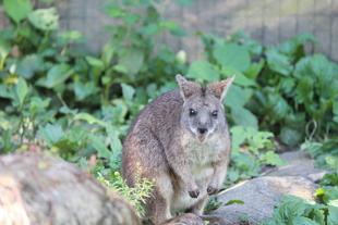 《パルマワラビー》よく食べよく寝て