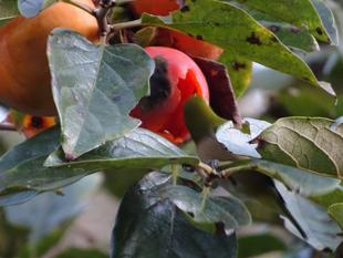 メジロのレストラン