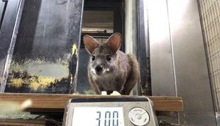 ≪パルマワラビー≫体重測定