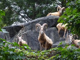 祝！オオツノヒツジ飼育も、もうすぐ40周年！