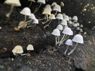 菊花開く(きっかひらく)