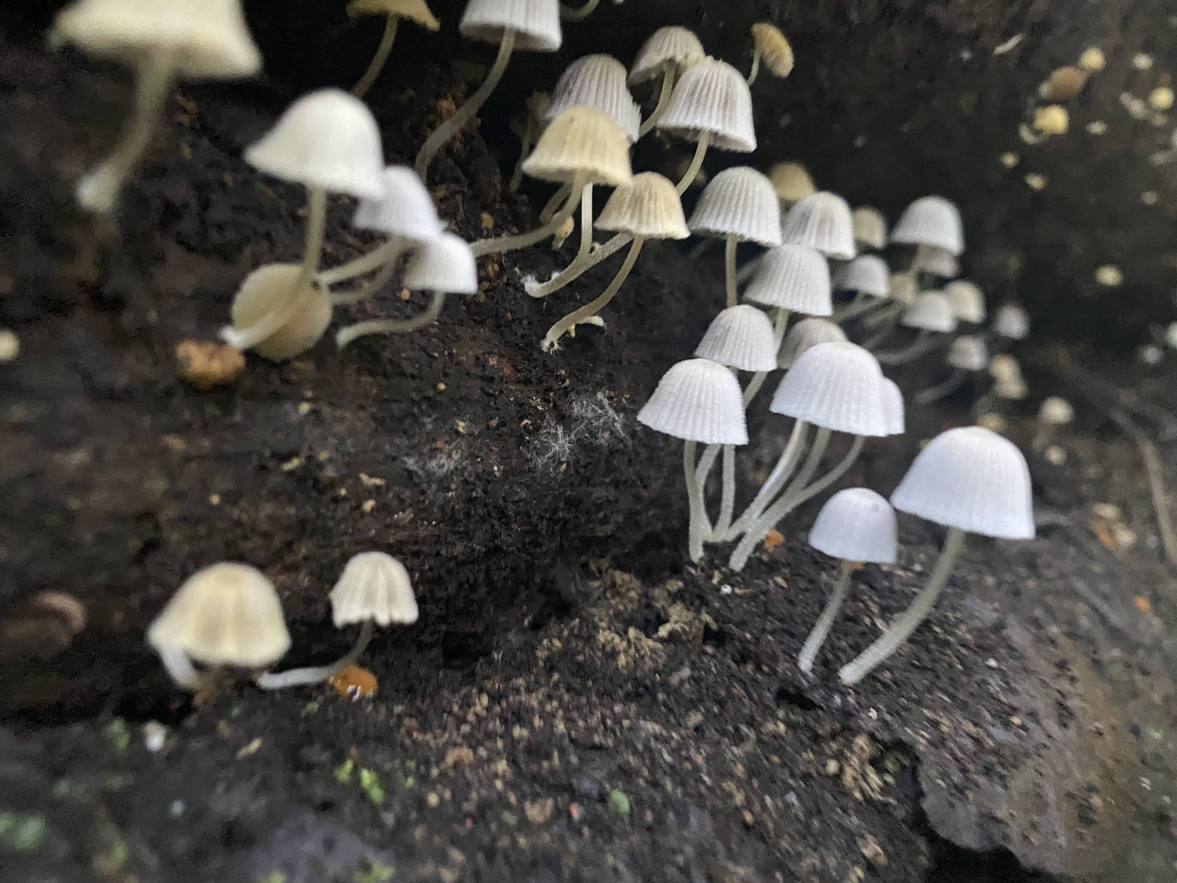 菊花開く(きっかひらく)の写真