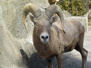 ジュタロウが旅立ちました