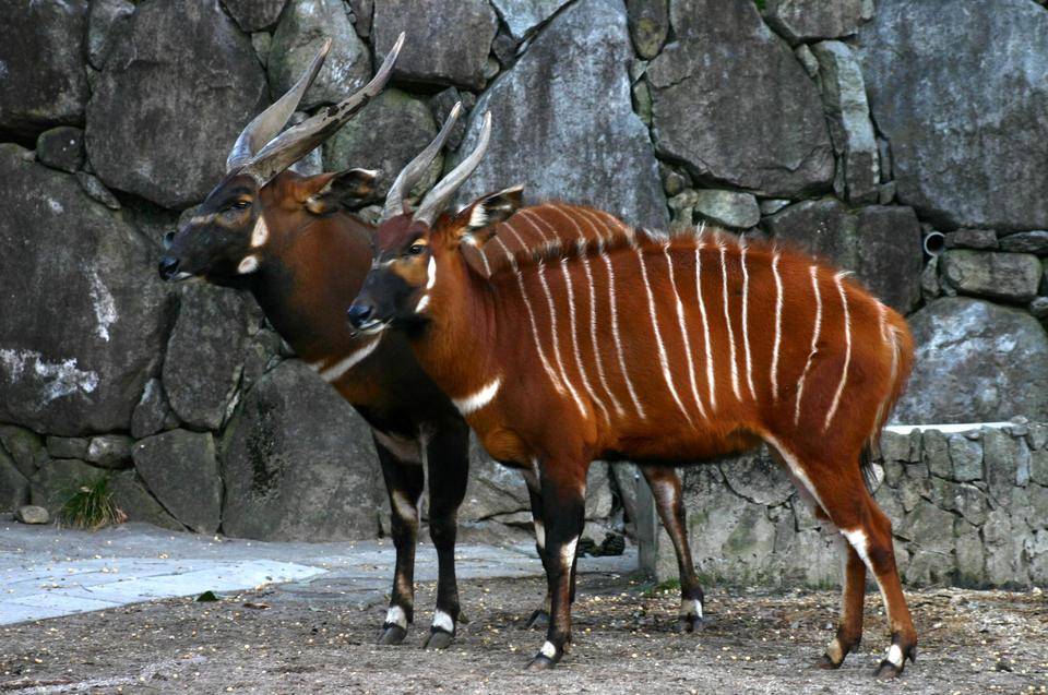 【思い出の金沢動物園3】幼い頃の金沢動物園の写真