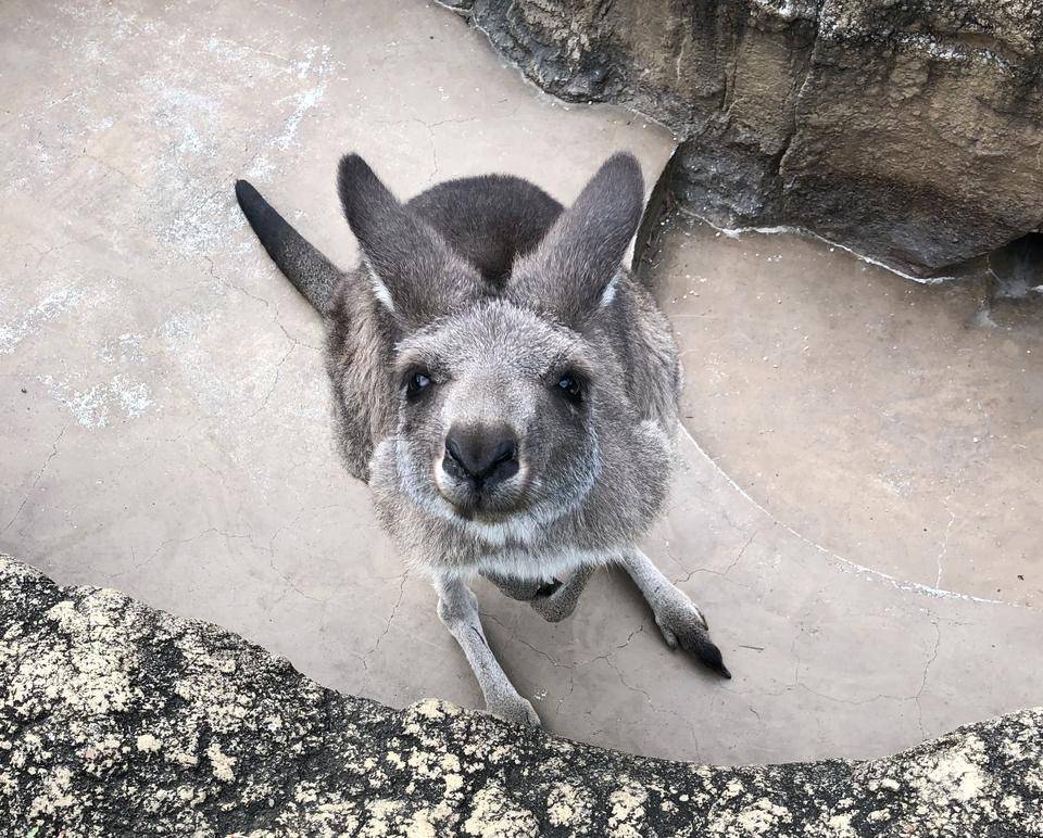 動物を見るときはそーっと静かに...の写真