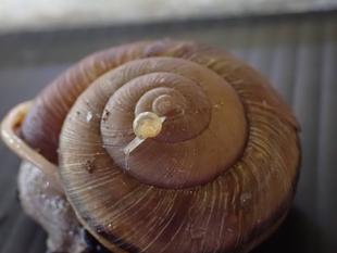 で～んでん、む～しむし、カタツムリ～♪