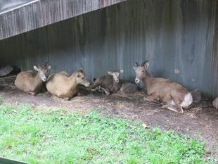 雨の日はこちらにいます