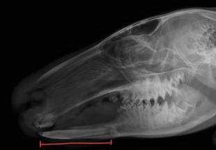 カンガルーの歯