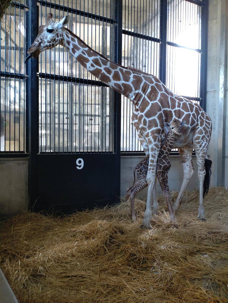 キリンの出産の様子の写真