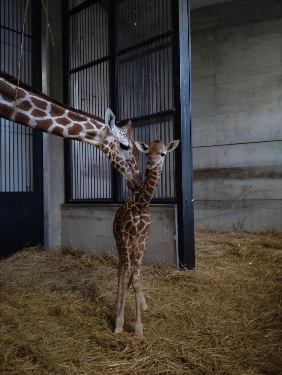 キリンが産まれました♪の写真
