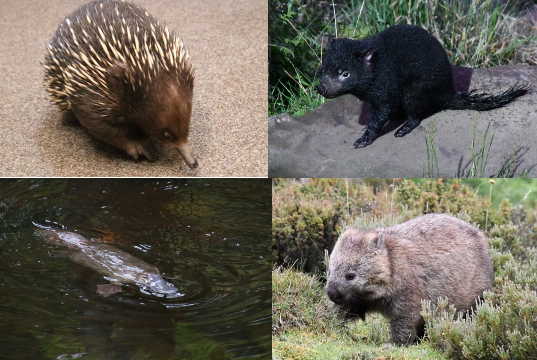 「ブログ de トラベル」野生のオーストラリアの動物に会いに!(タスマニアタイガー編)の写真