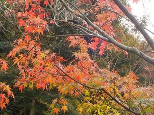 2021年 金沢自然公園 紅葉情報