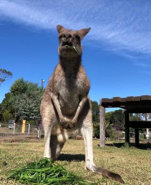 イタリアン始まりました