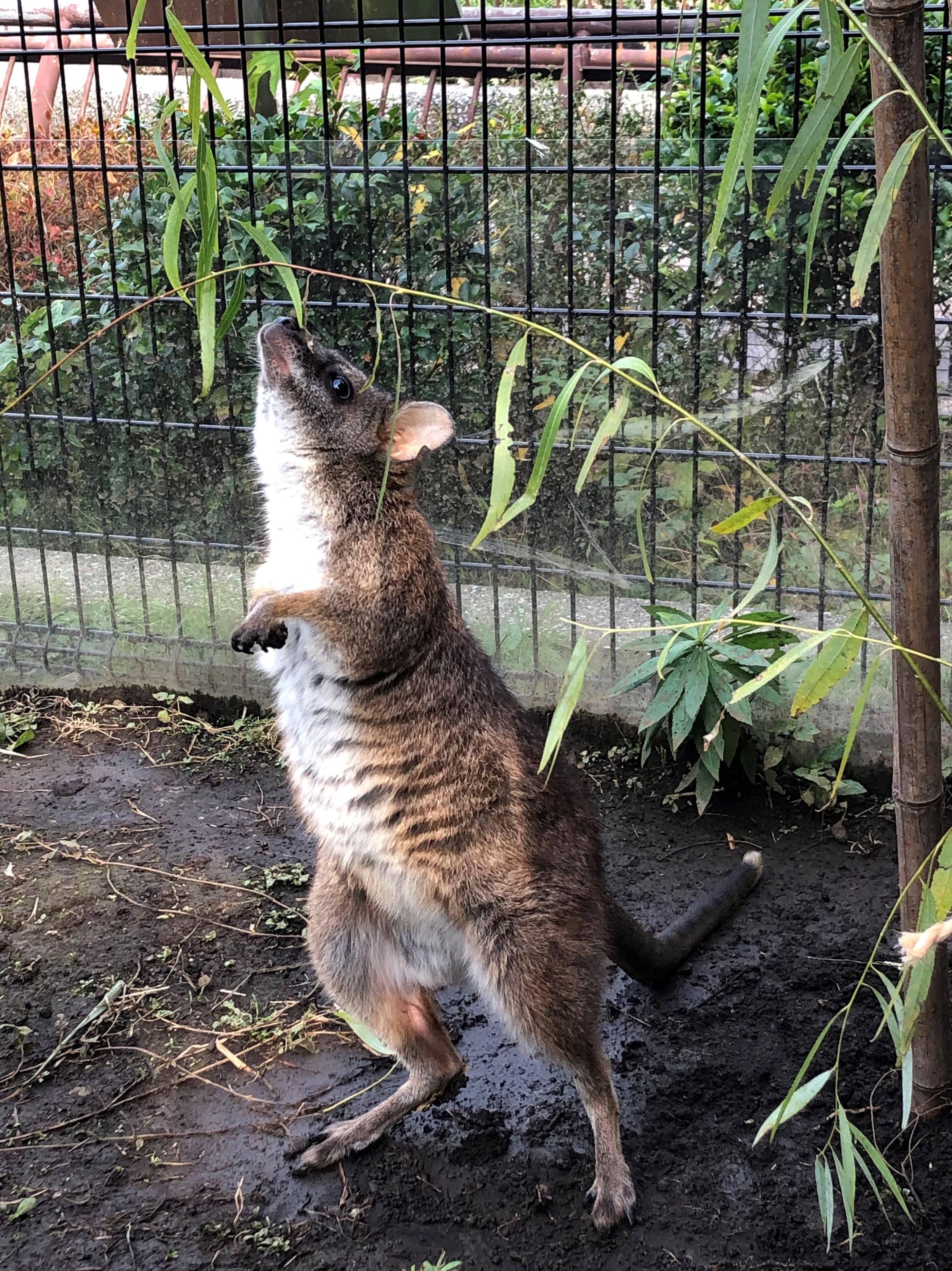≪パルマワラビー≫おいしい植栽の写真