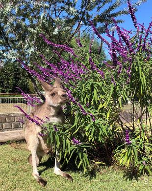 カンガルーとアメジストセージ