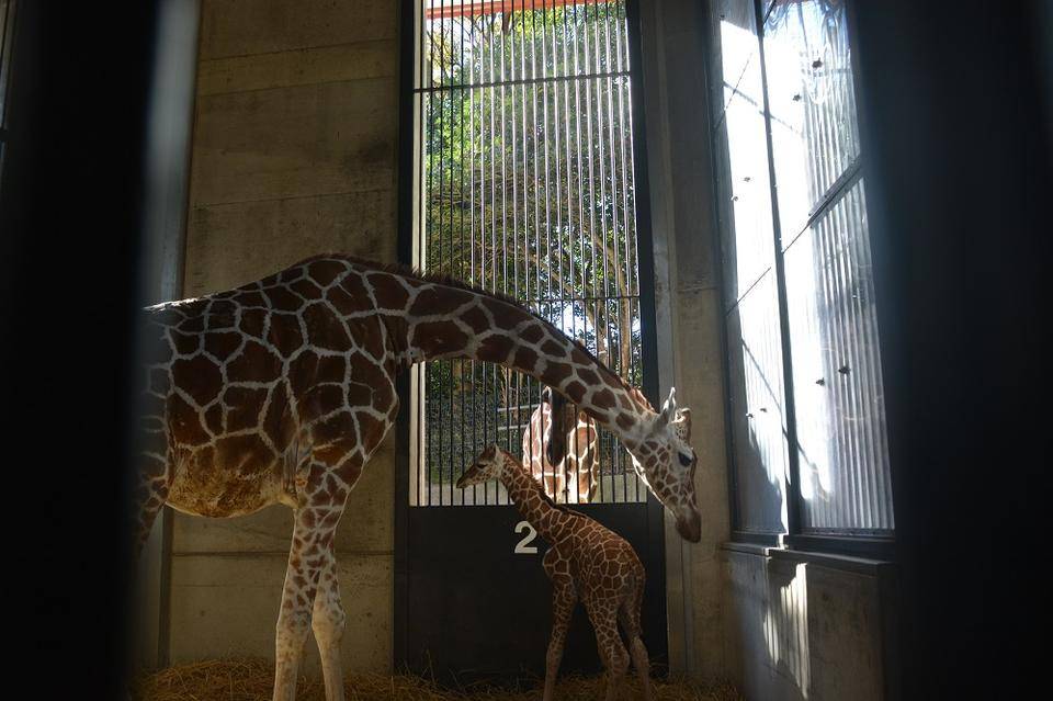 キリンが増えてダイチ(オス)の反応は!!の写真
