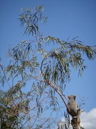 【思い出の金沢動物園7】コアラとソマリノロバ漬けの日々