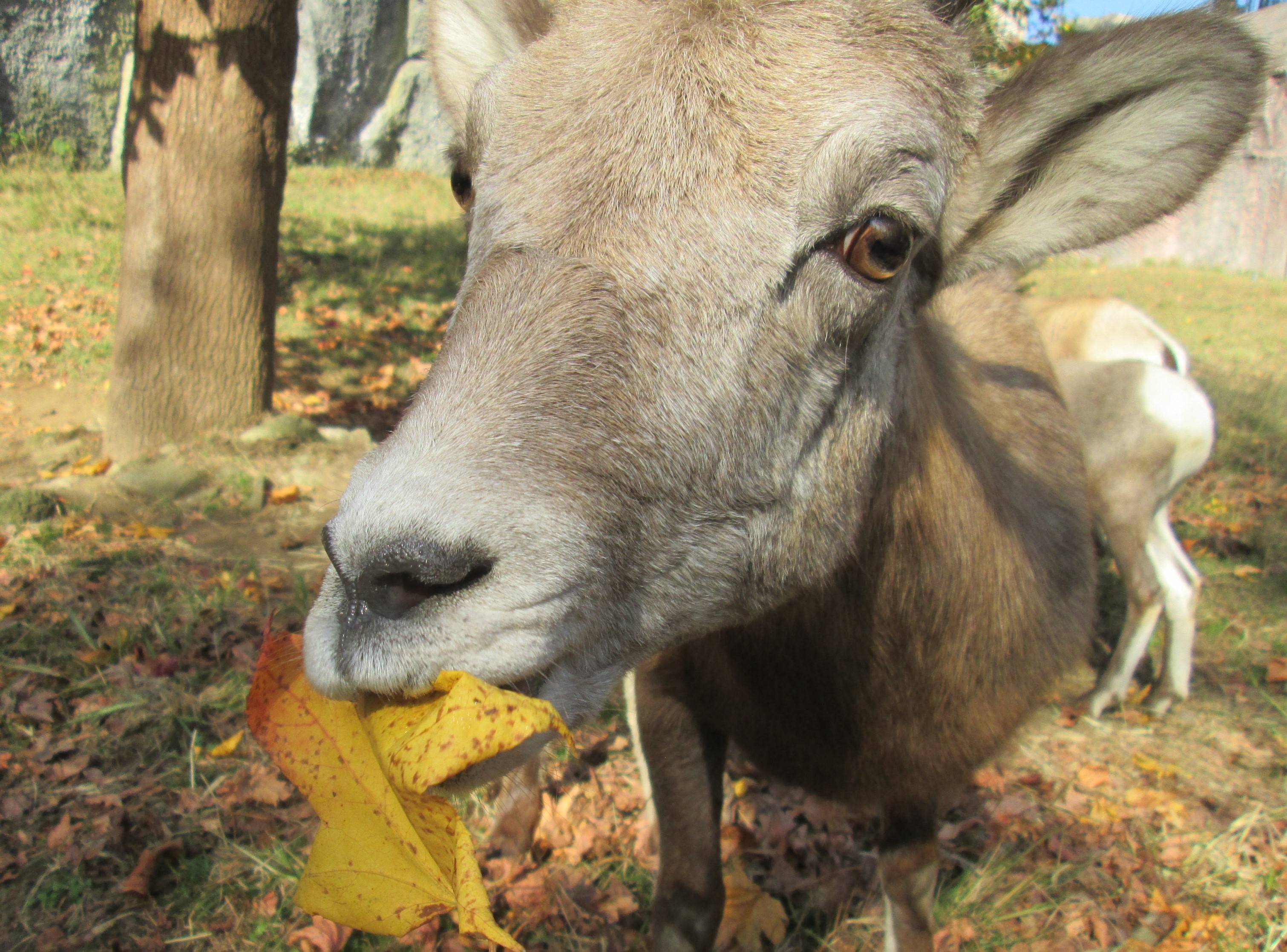 紅葉とオオツノヒツジの写真