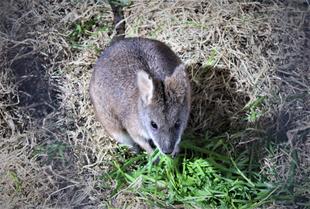 ≪パルマワラビー≫こちらもイタリアンの給与が始まりました