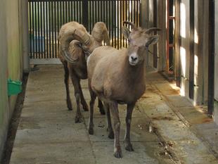 今年もお見合い、始めました