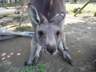 一緒にカンガルーの名前を覚えよう！！ ～㉑イチゴパン編～