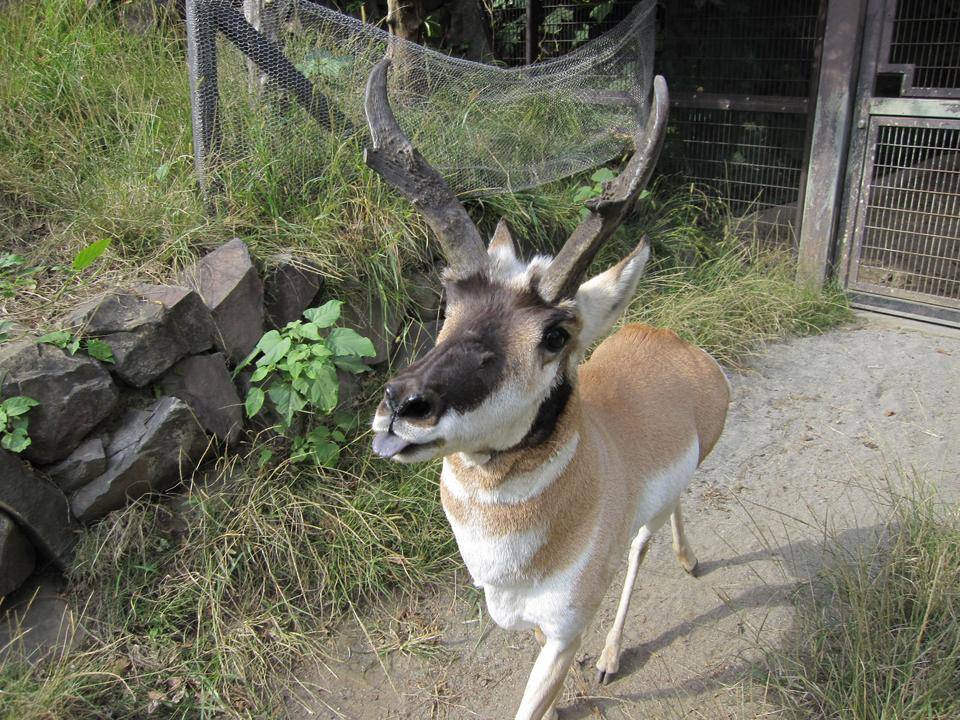 【思い出の金沢動物園8】金沢動物園の思い出の写真