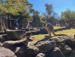 【思い出の金沢動物園11】私と金沢動物園