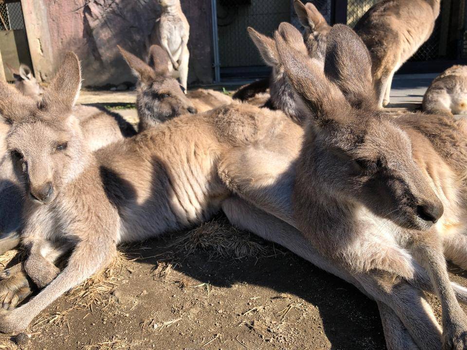 カンガルー団子形成中&メス群精鋭部隊の話の写真