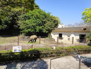 【思い出の金沢動物園10】タタミで暮らしたインドサイ