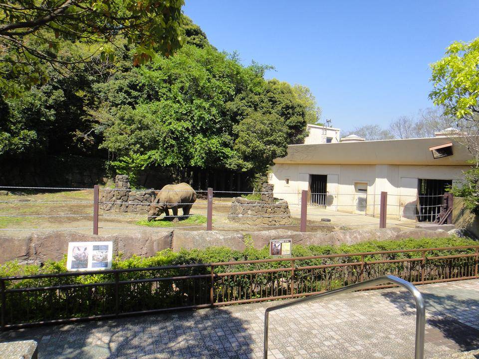 【思い出の金沢動物園10】タタミで暮らしたインドサイの写真