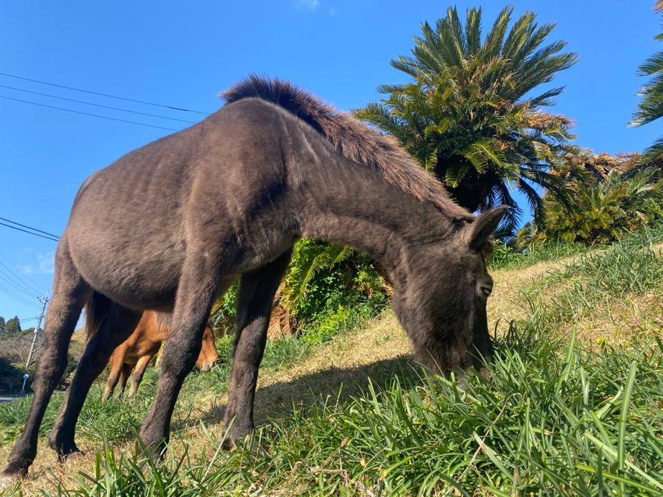 「ブログ de トラベル」天然記念物の野生馬の写真