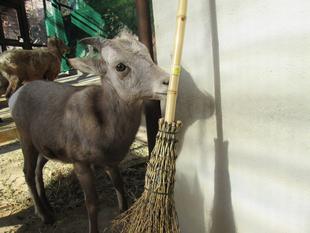 ウタマル、少年になりました