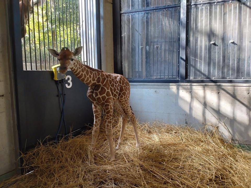 キリンの子どもの体重は?の写真