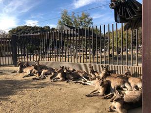 何頭いるでしょう？／最近のオス事情