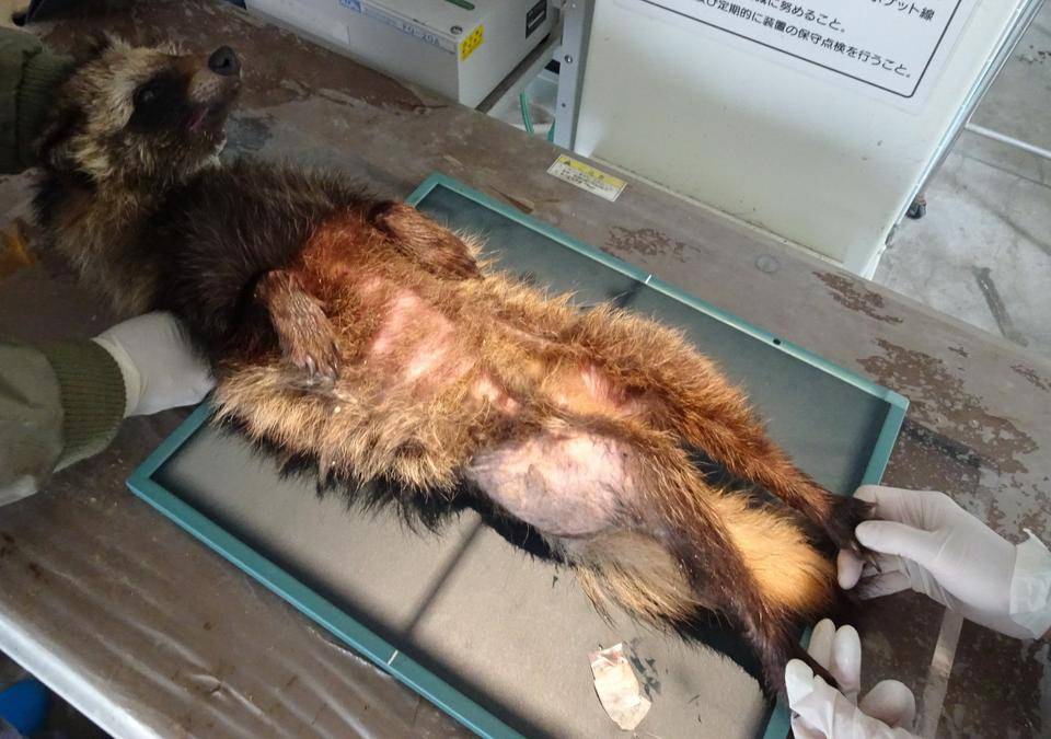動物のレントゲンの写真