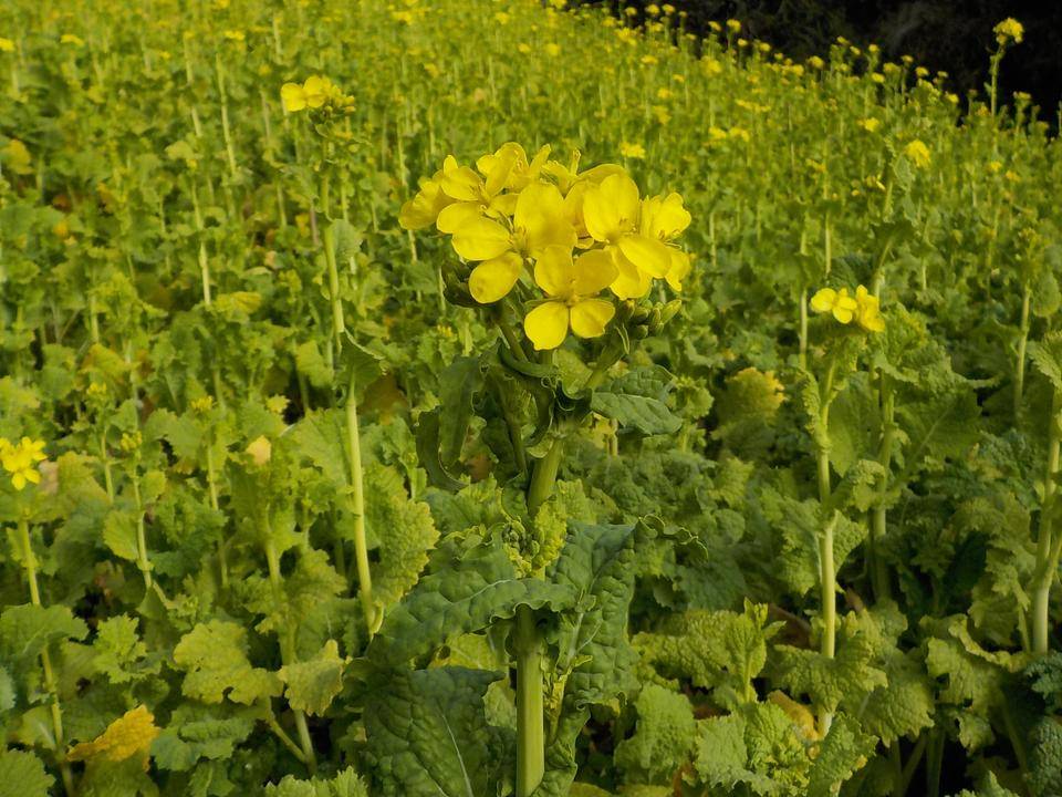 ナノハナ開花状況の写真